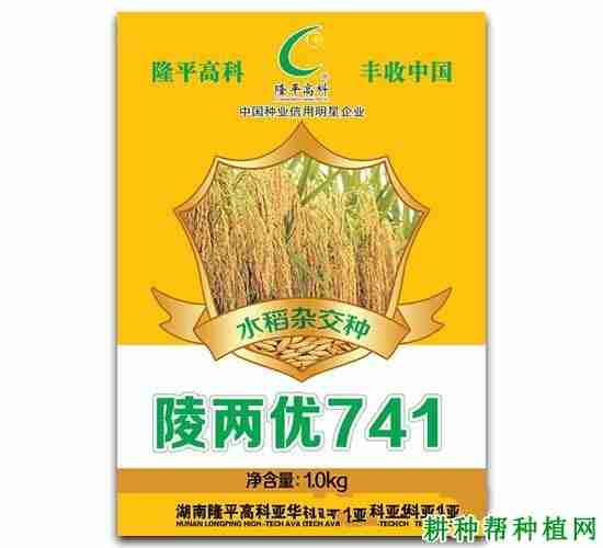 陵两优1844水稻种简介(陵两优171品种简介)